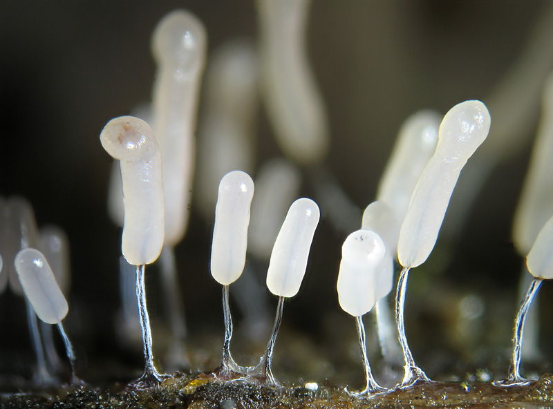 Stemonitopsis typhina